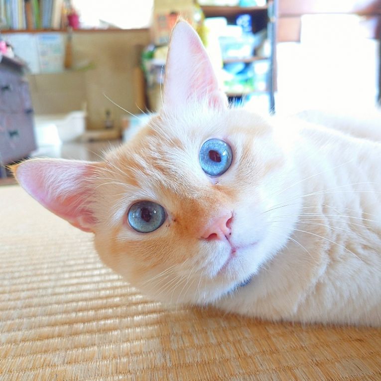 キキちゃんちゃん