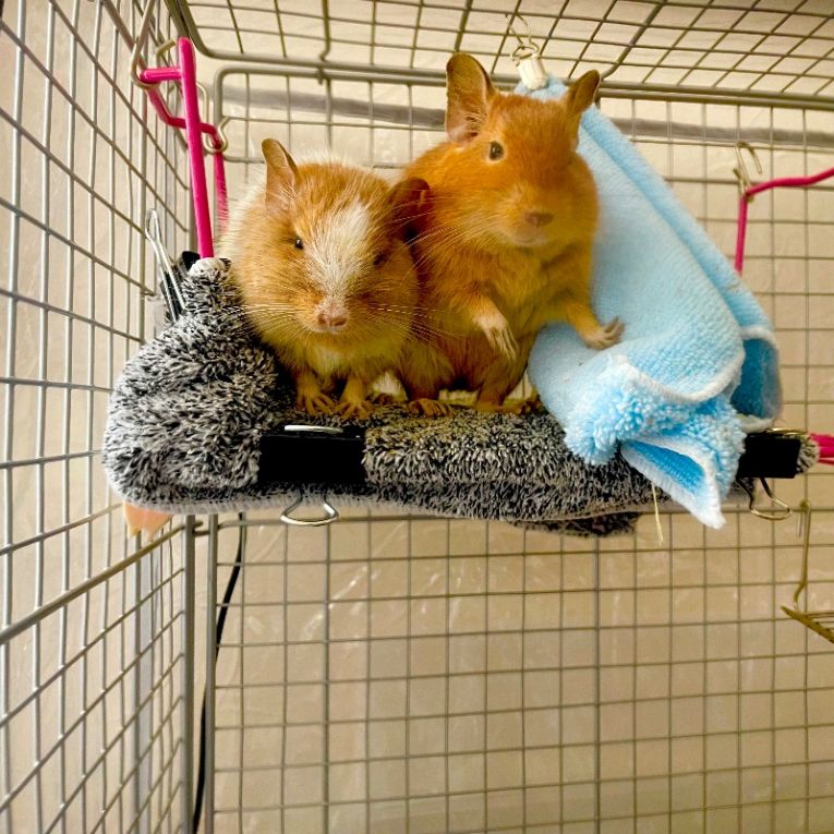 むさしとけんてぃーちゃん