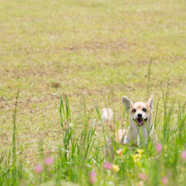 まさきちちゃん