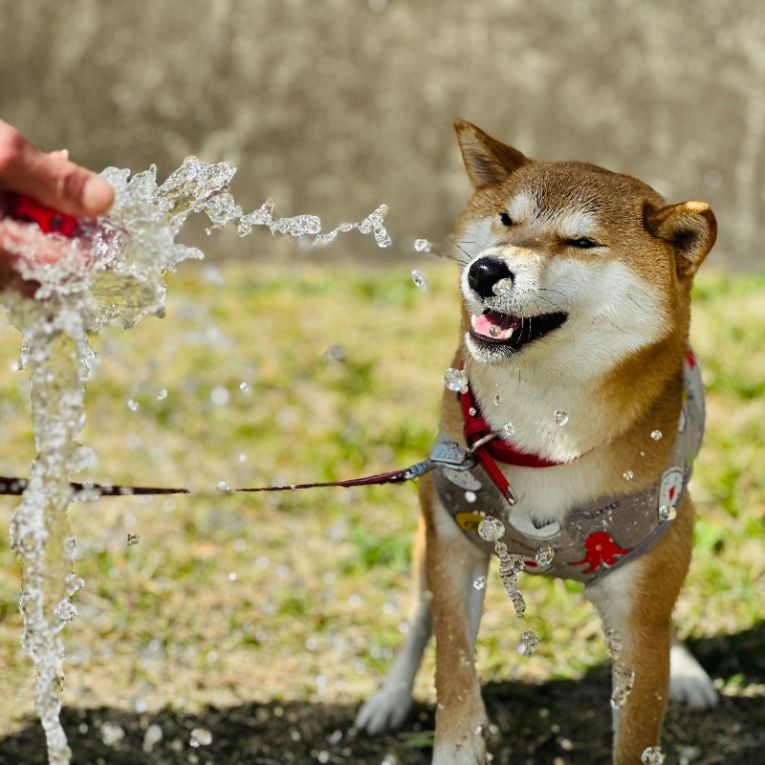ゴンちゃん