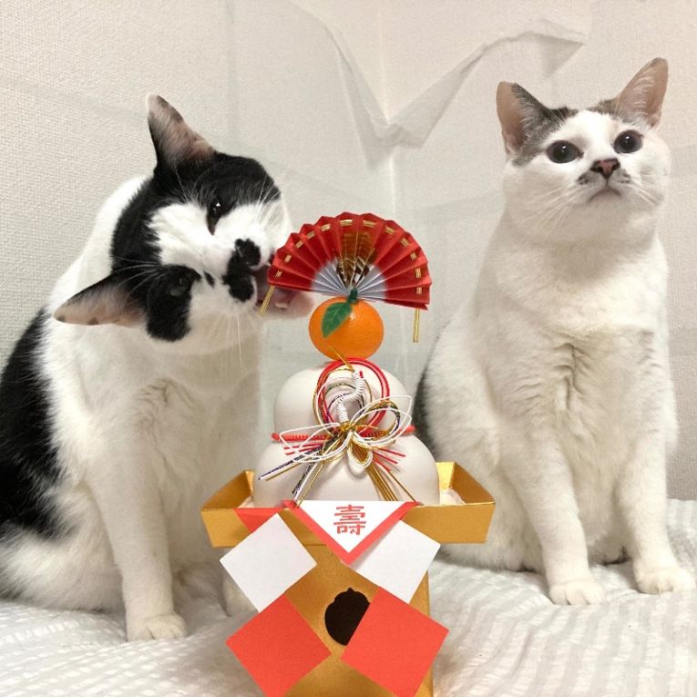 ゆき、ちょびちゃん