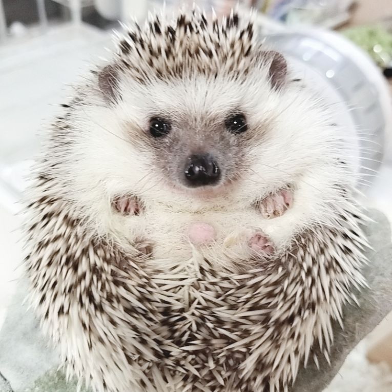 剣針ちゃん