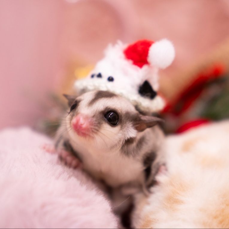 ももちゃん
