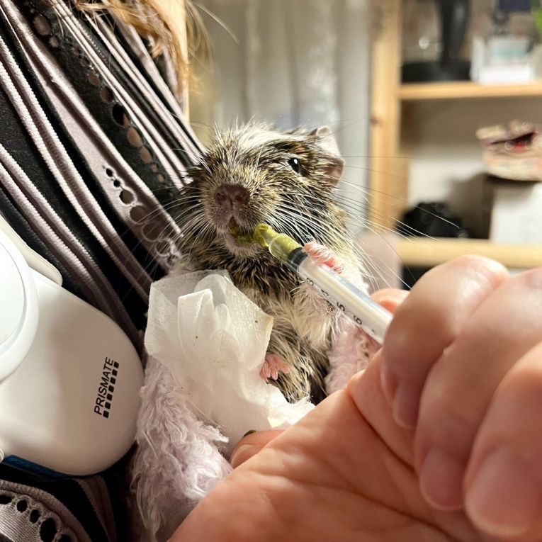 ベルボアちゃん