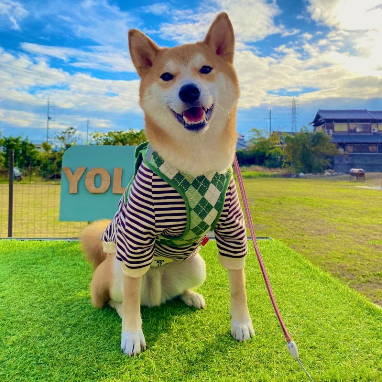 ゴンちゃん