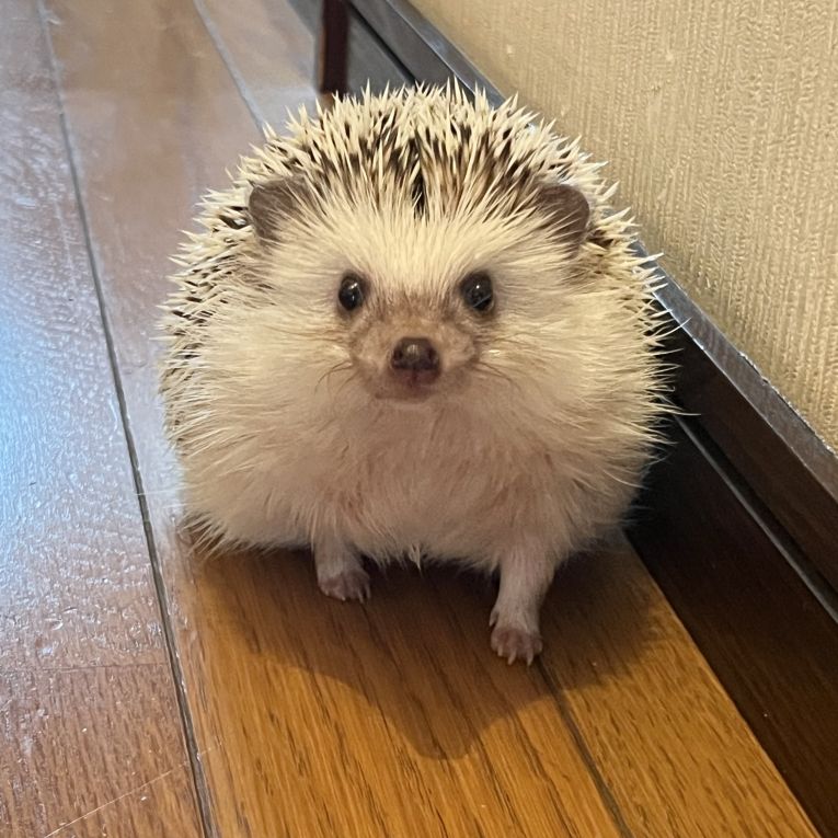 ロンちゃん
