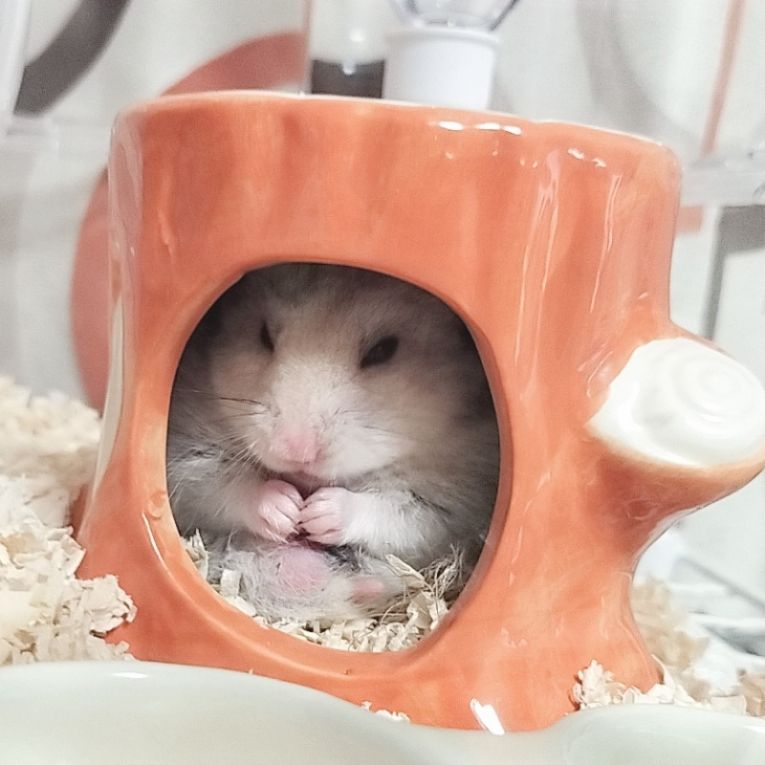 みんとちゃん