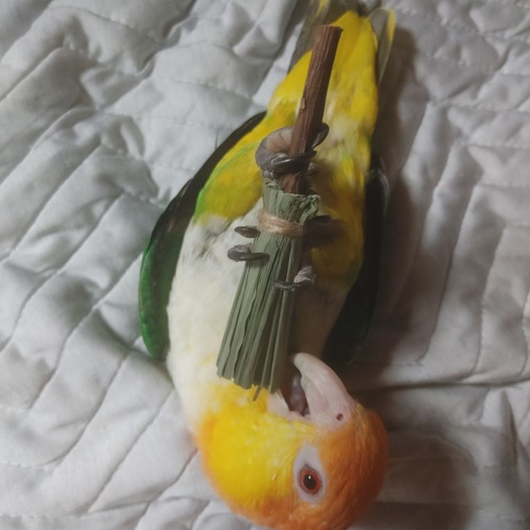 とろろちゃん