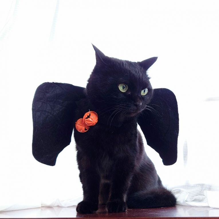 ジジちゃんちゃん