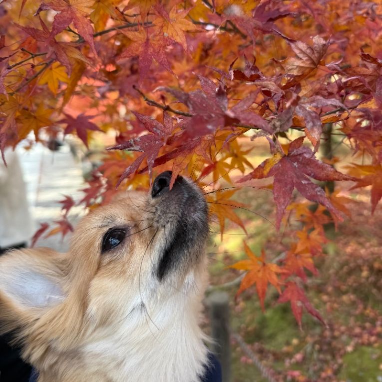 サニーちゃん