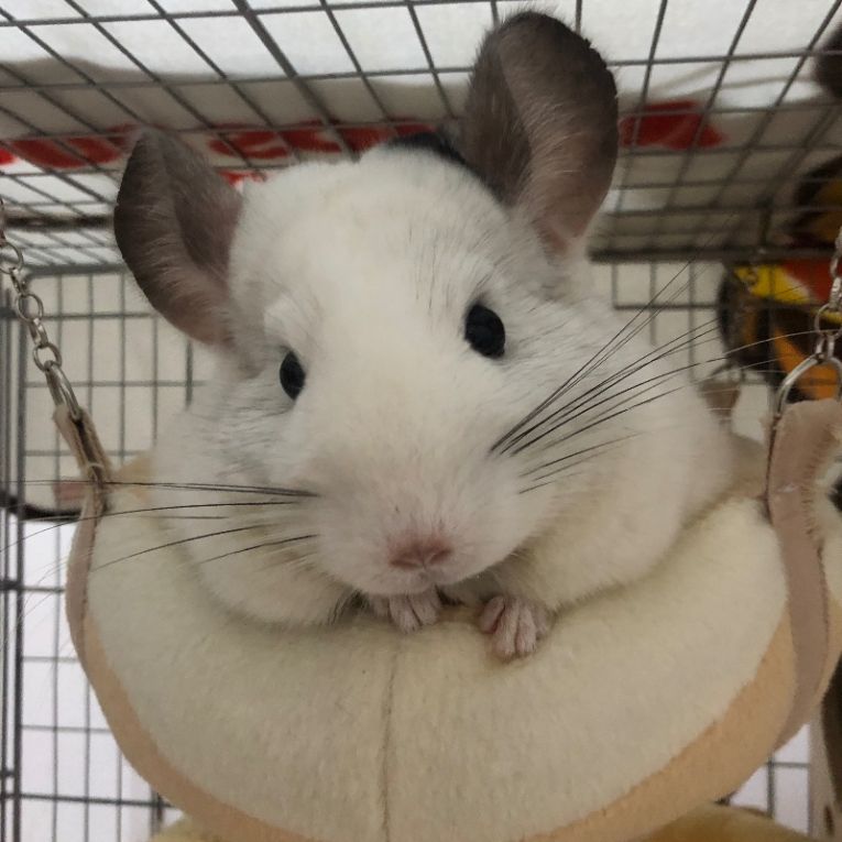 すももちゃん
