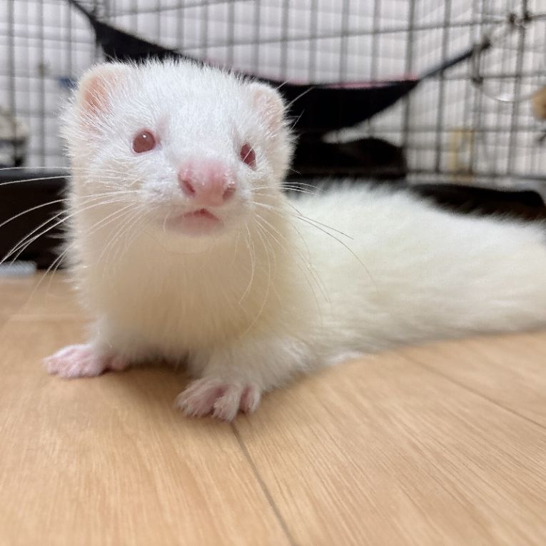 ビビちゃん