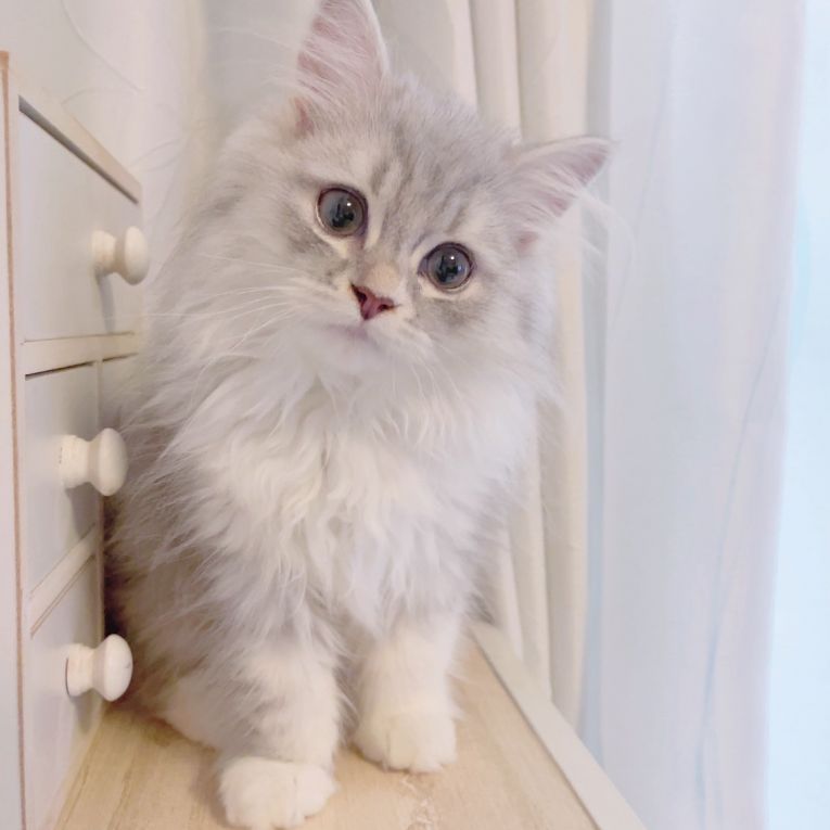 LUNAちゃん
