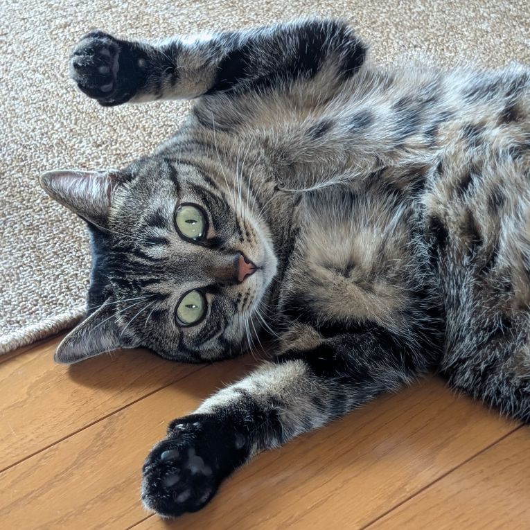 ちょこ太ちゃん