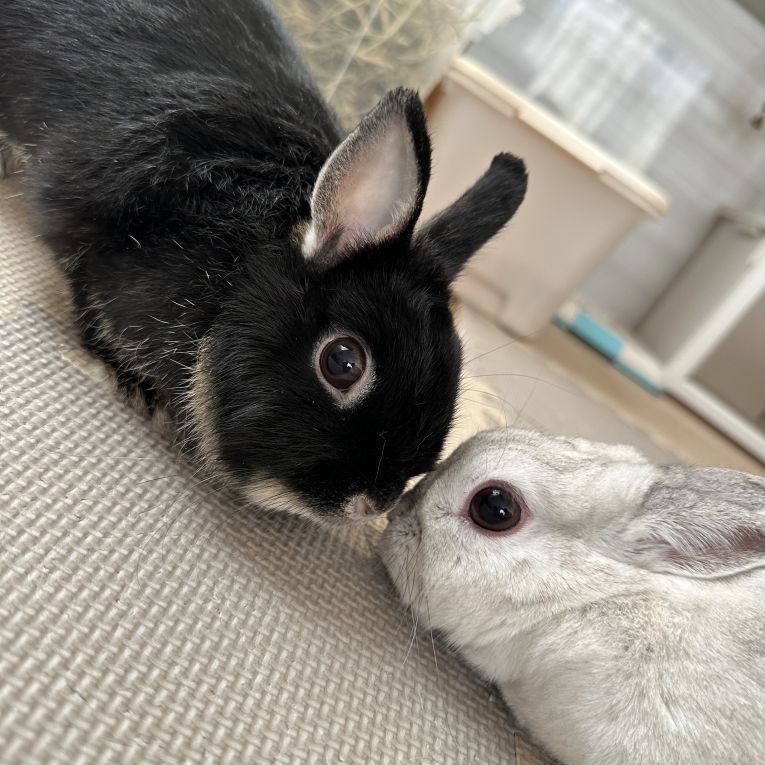 ココアとあおちゃん