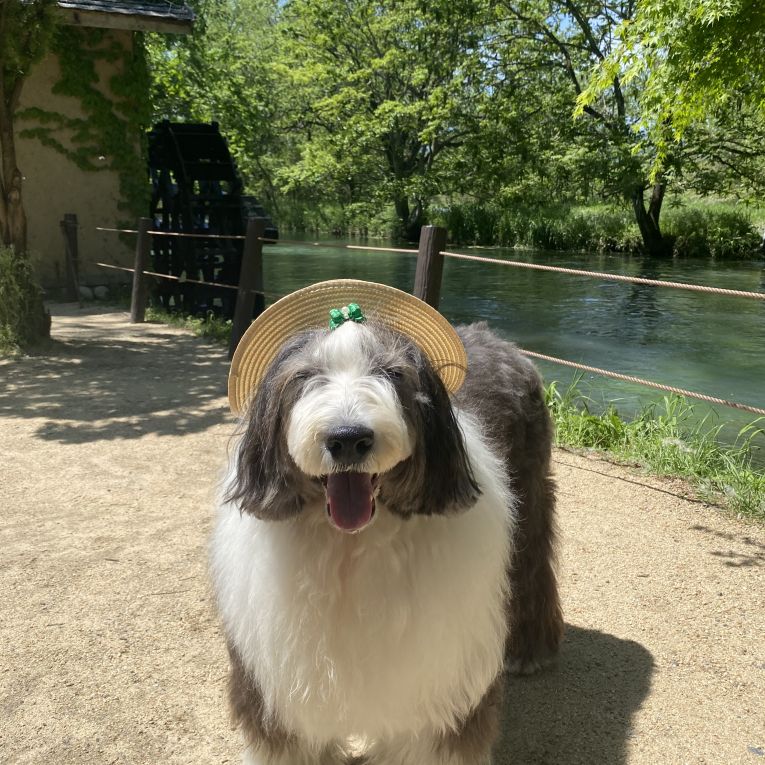 シェイクちゃん