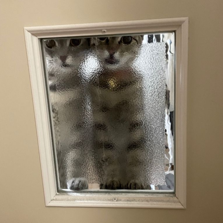 ちまき・こむぎちゃん