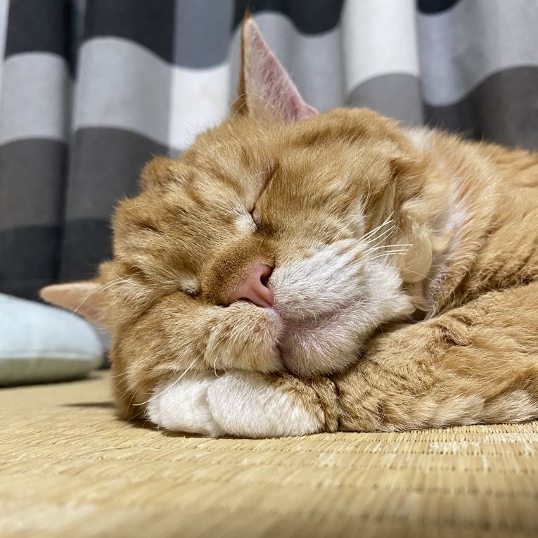 てんぷらちゃん