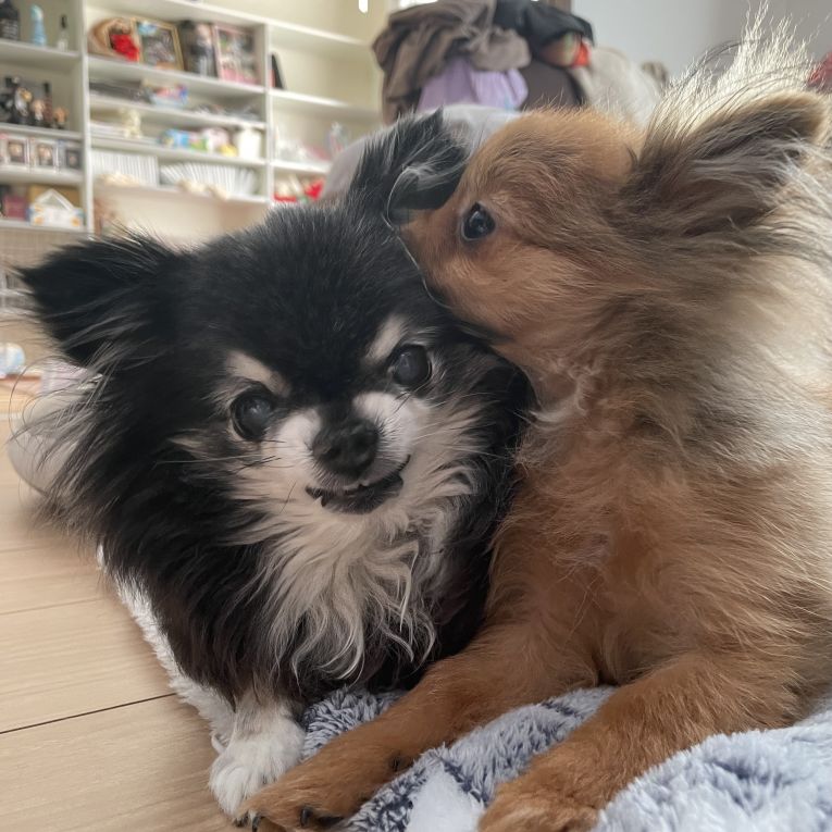 るい くろちゃん