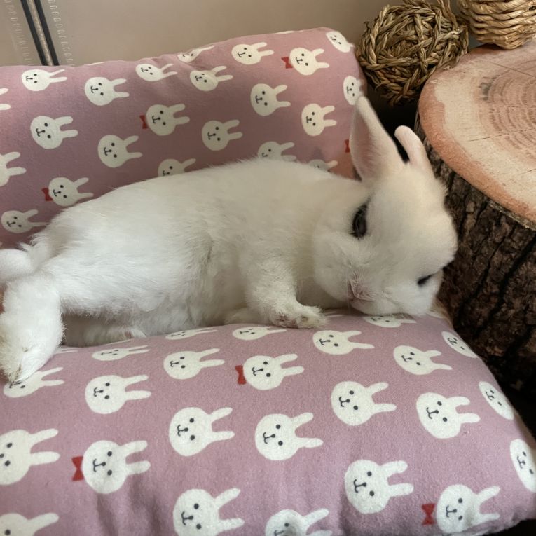 ぷぷちゃん