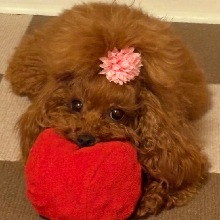 しろっぷちゃん