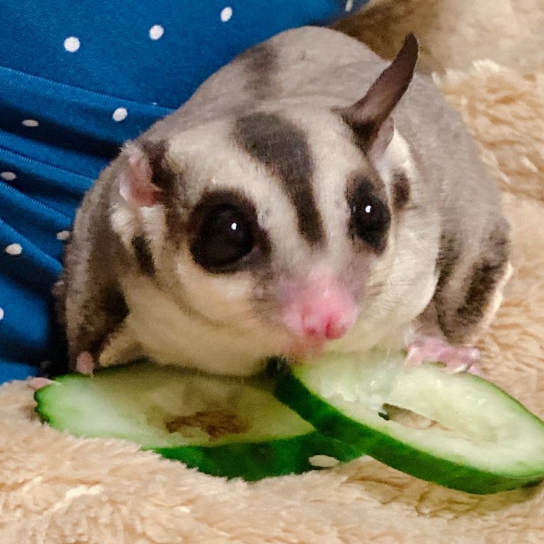 なごみちゃん