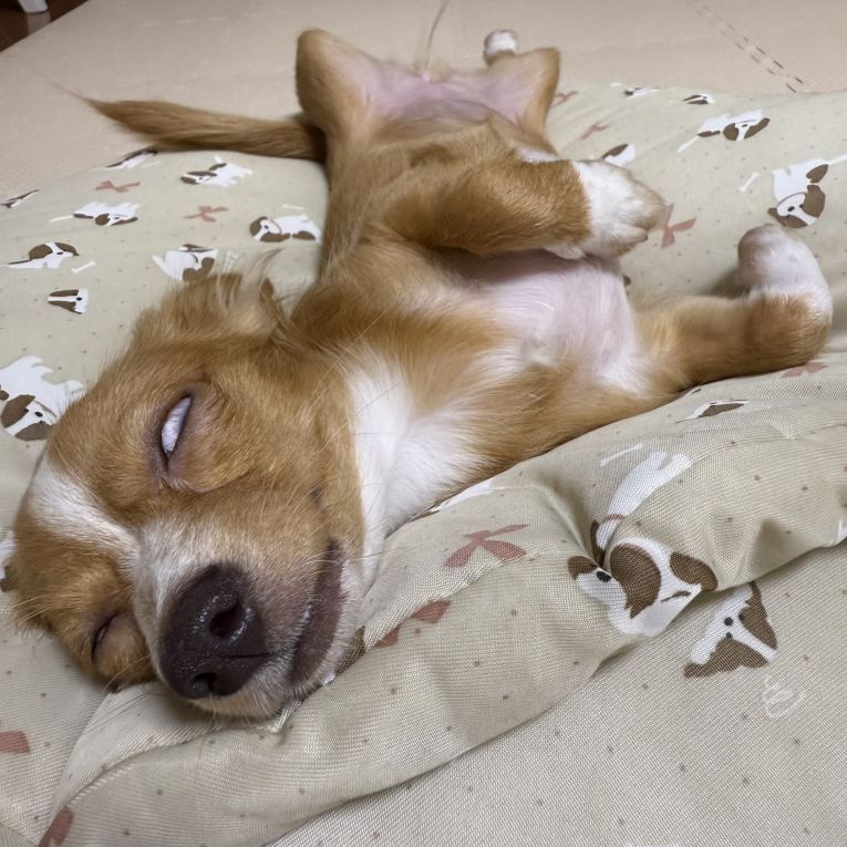 ルアちゃん