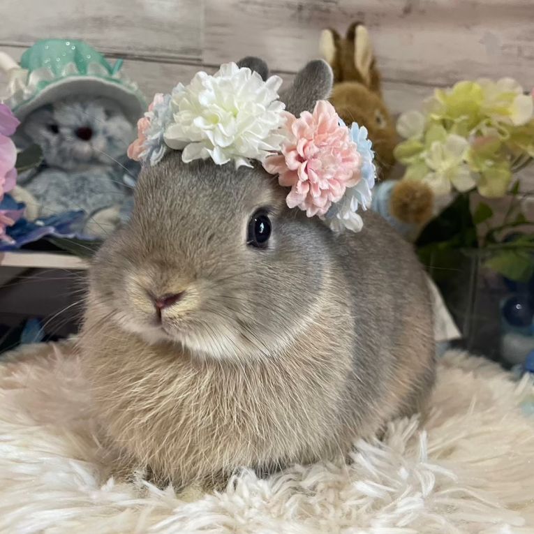 ういろうちゃん