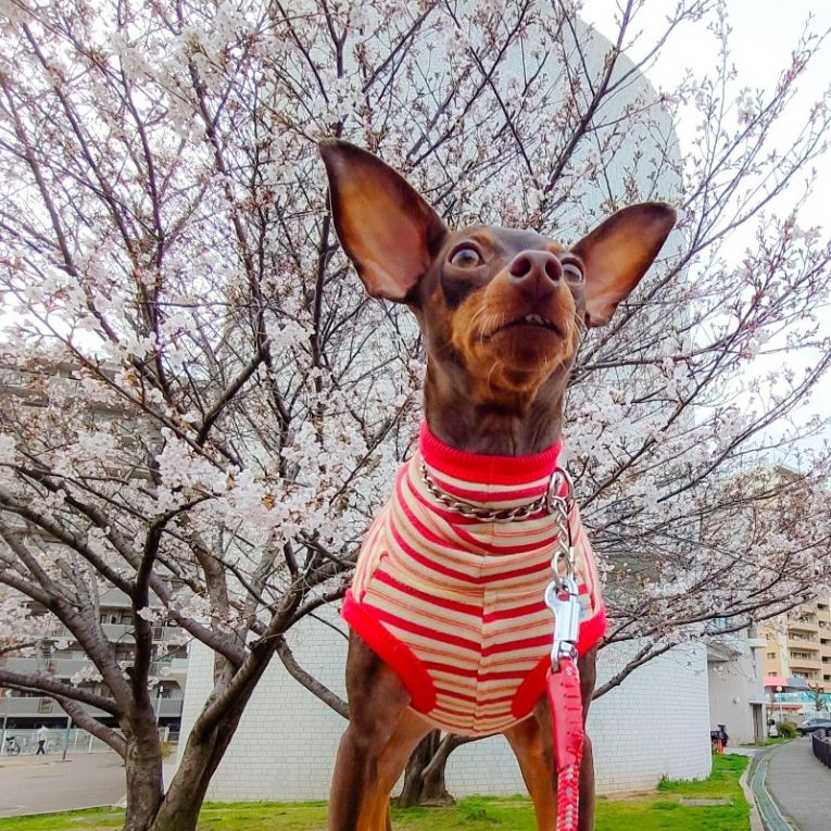 シュートちゃん