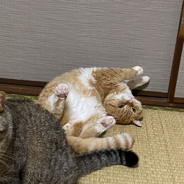 てんぷらちゃん