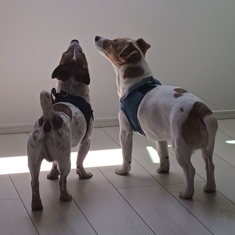 モネ君とれん君ちゃん