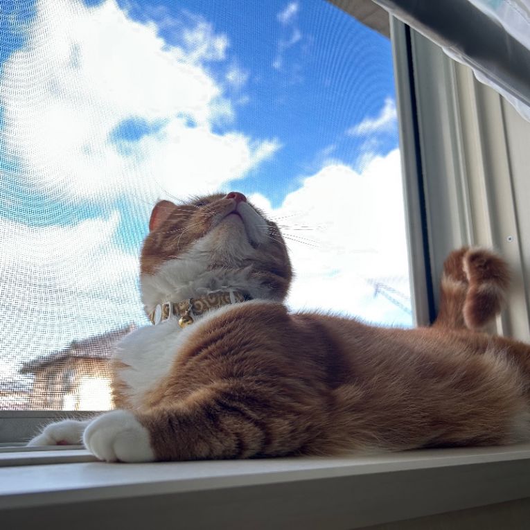 おこげちゃん