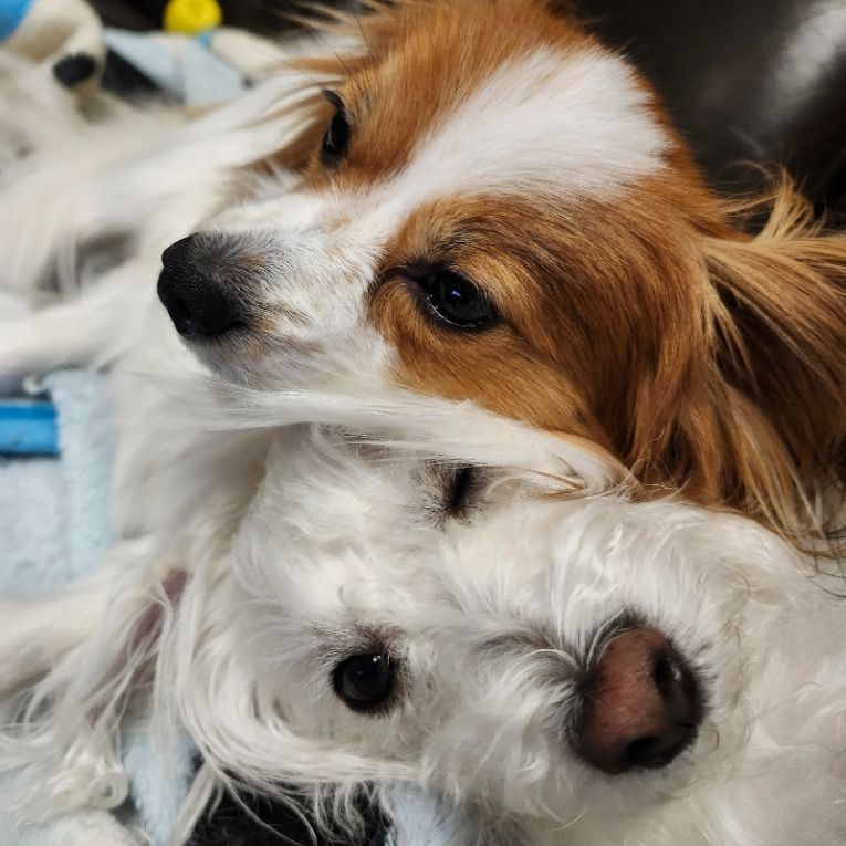 ザックス(上)&せふぃ(下)ちゃん