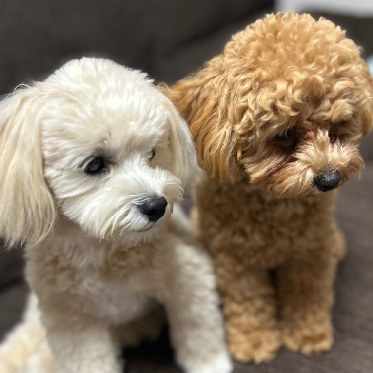 虎徹くん、ノアちゃんちゃん