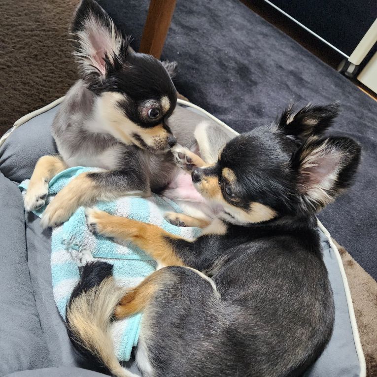 こてつ&あすきちゃん