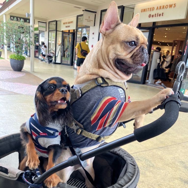 どん兵衛&つきちゃん