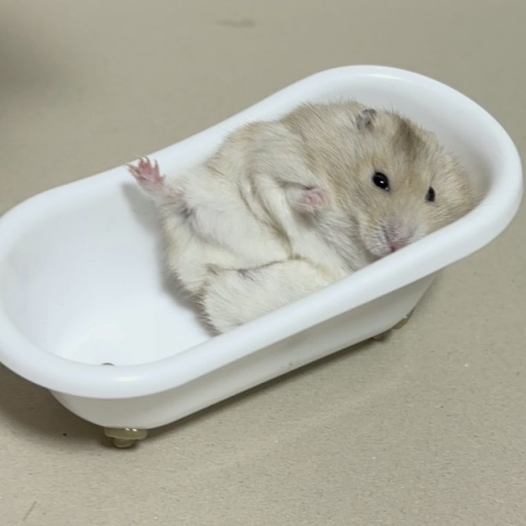 ハムスケちゃん