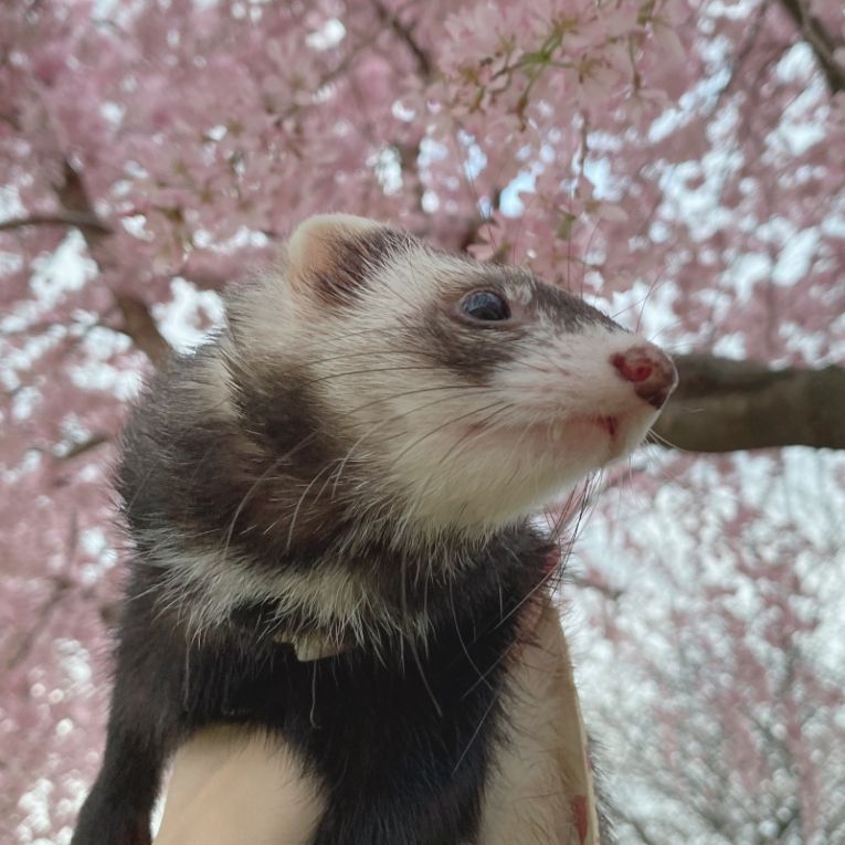 ねむちゃん