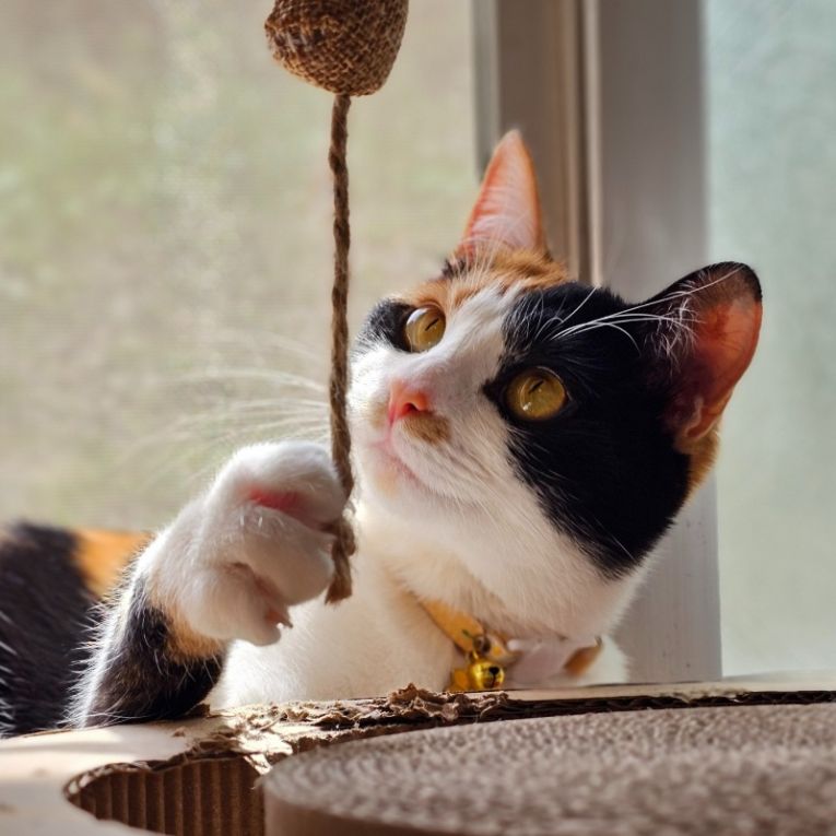 猫猫ちゃん