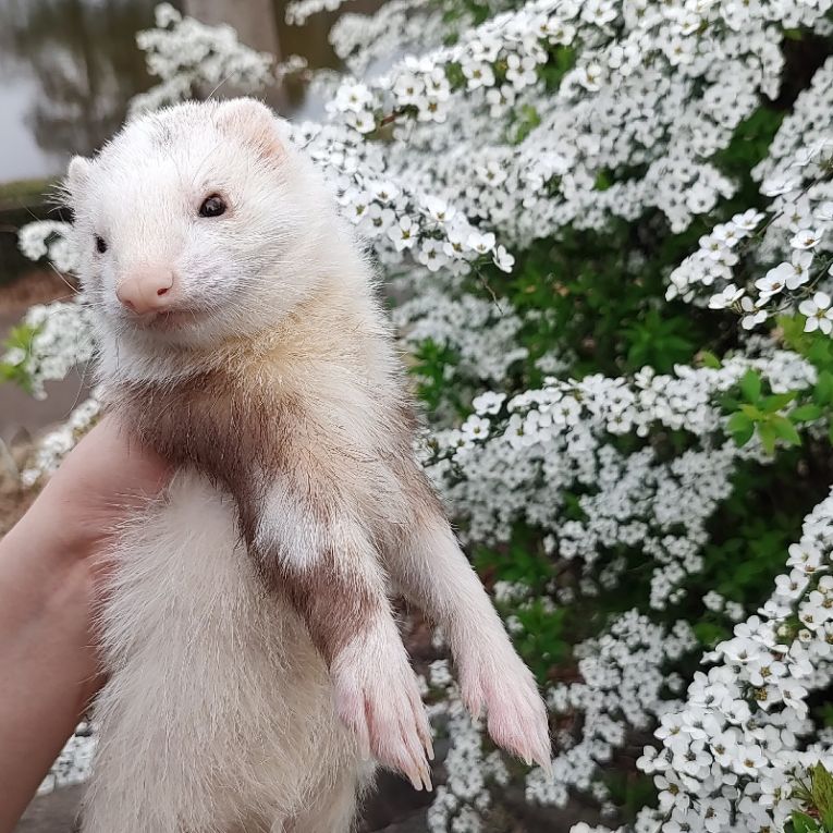 あまぐりちゃん