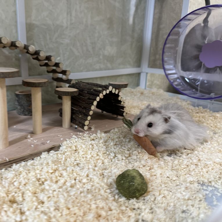 とろろちゃん