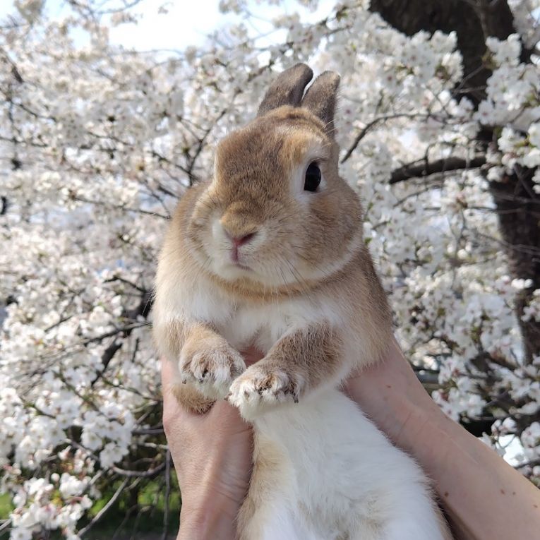 綺楼ちゃん