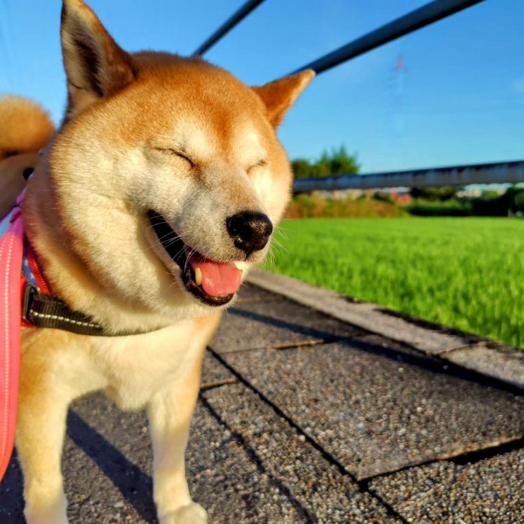 こころちゃん