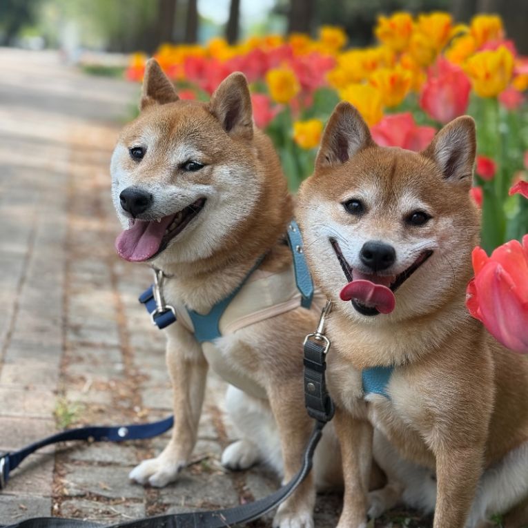 豆太・麦太ちゃん