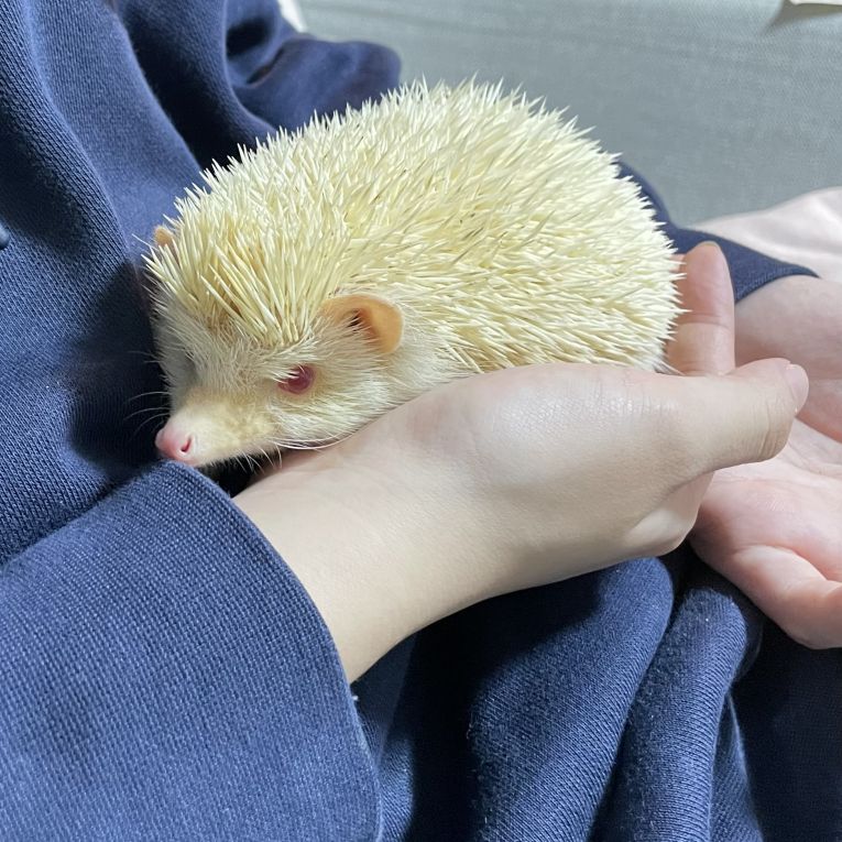 ぽったーちゃん