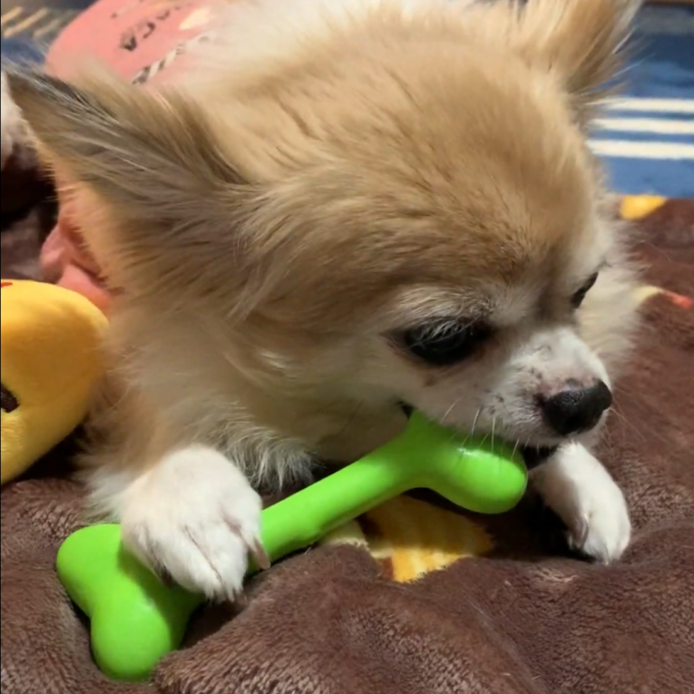 cocoaちゃん