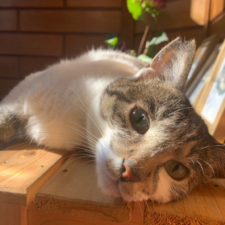 フジ子ちゃんちゃん