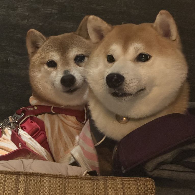 こはるとふくちゃん