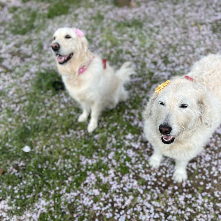 ミルキ　アンジュちゃん