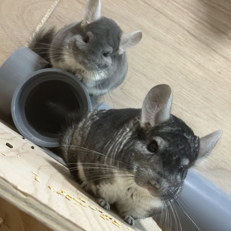 こぐまとおたるちゃん